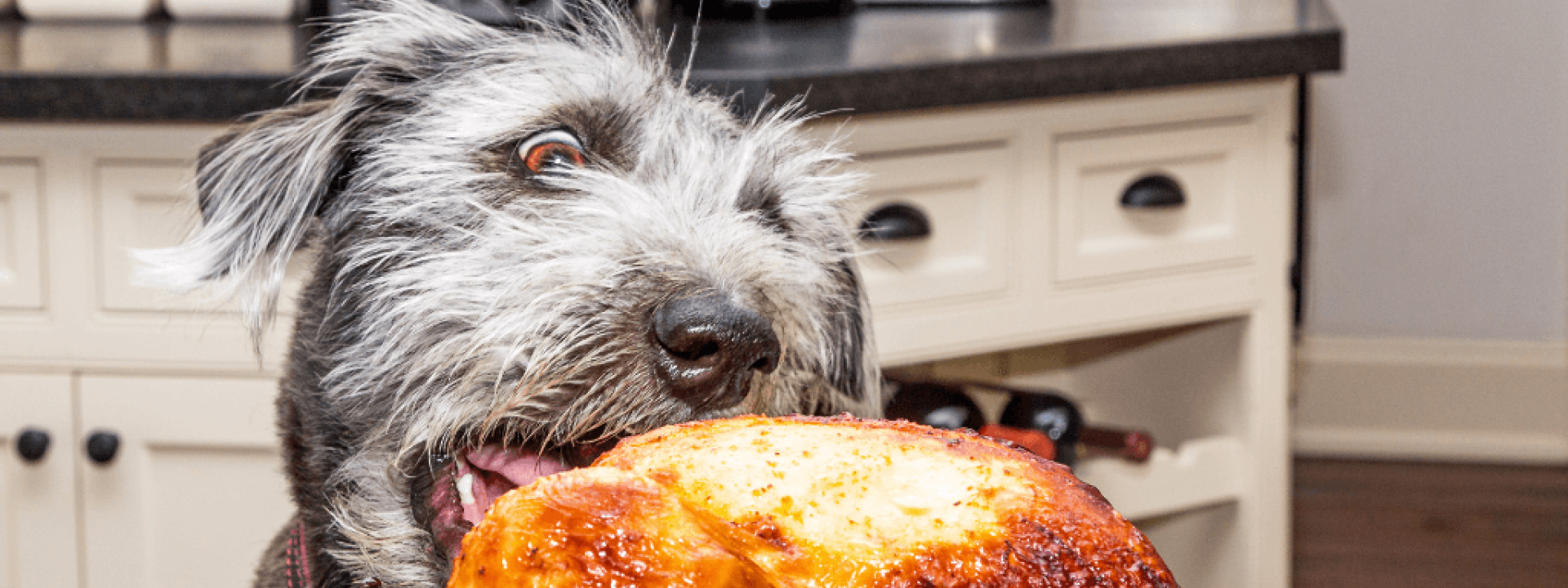 thanksgiving-pet-hazards.png