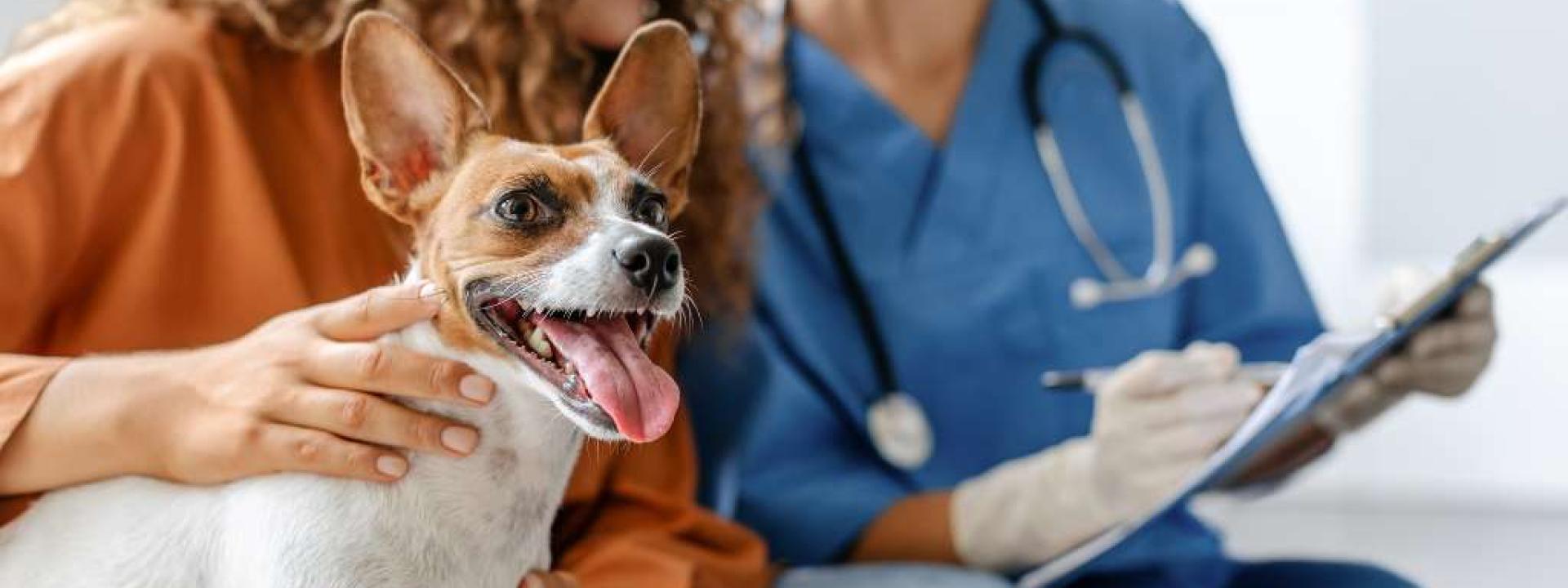 Small brown and white dog smiling  at local veterinarian's office, with owner and vet in the background