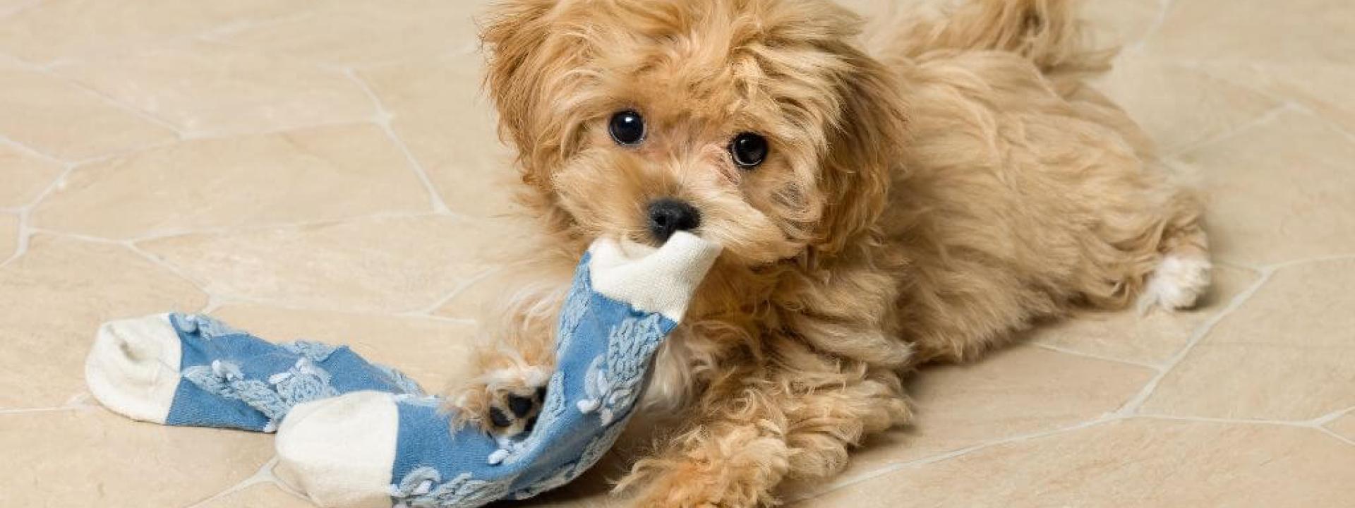 Puppy chewing on socks, which can give dog owners the puppy blues