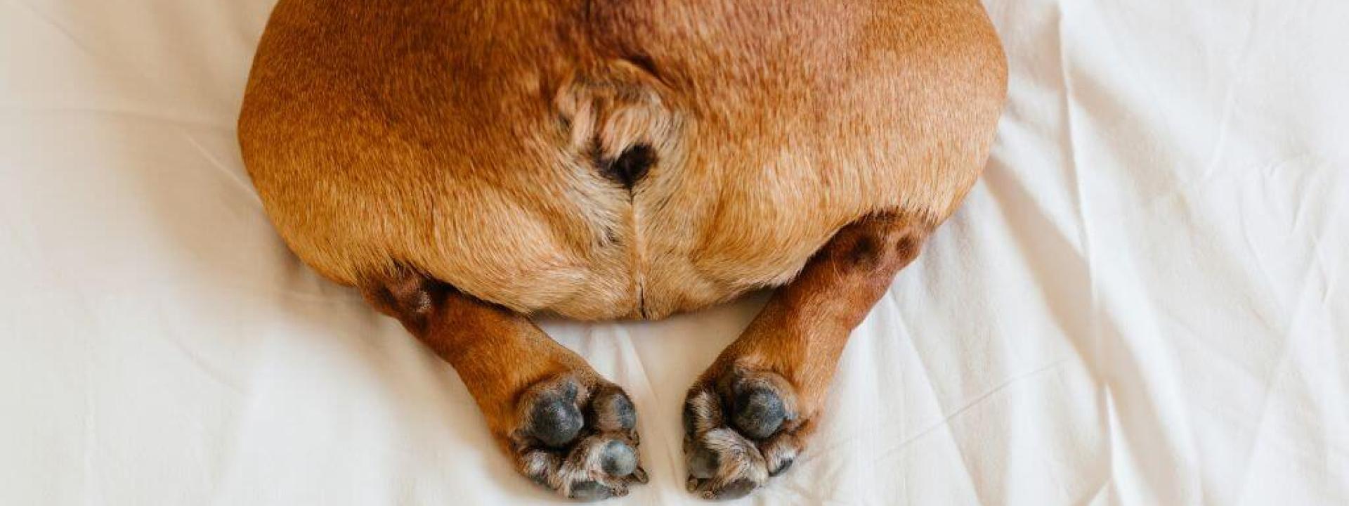 Why Is My Dog Farting So Much? Small brown dog's butt and feet