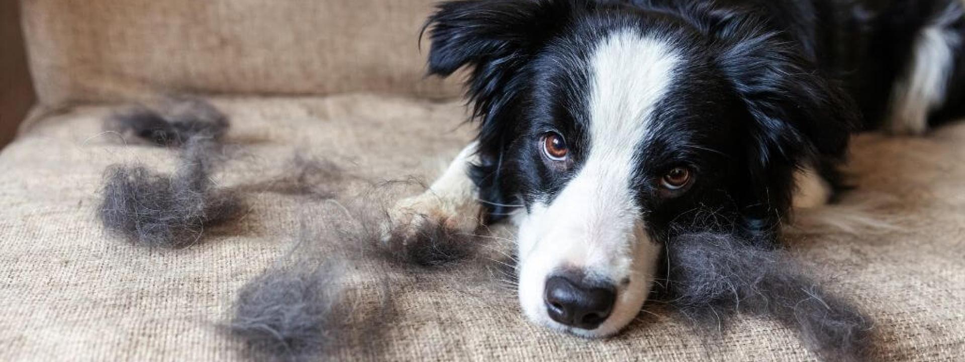 tips-shedding-dogs.jpg