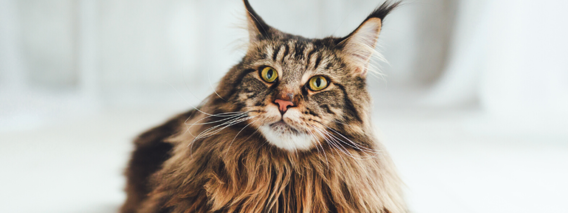 top-5-cat-purebreds-hero-1.png