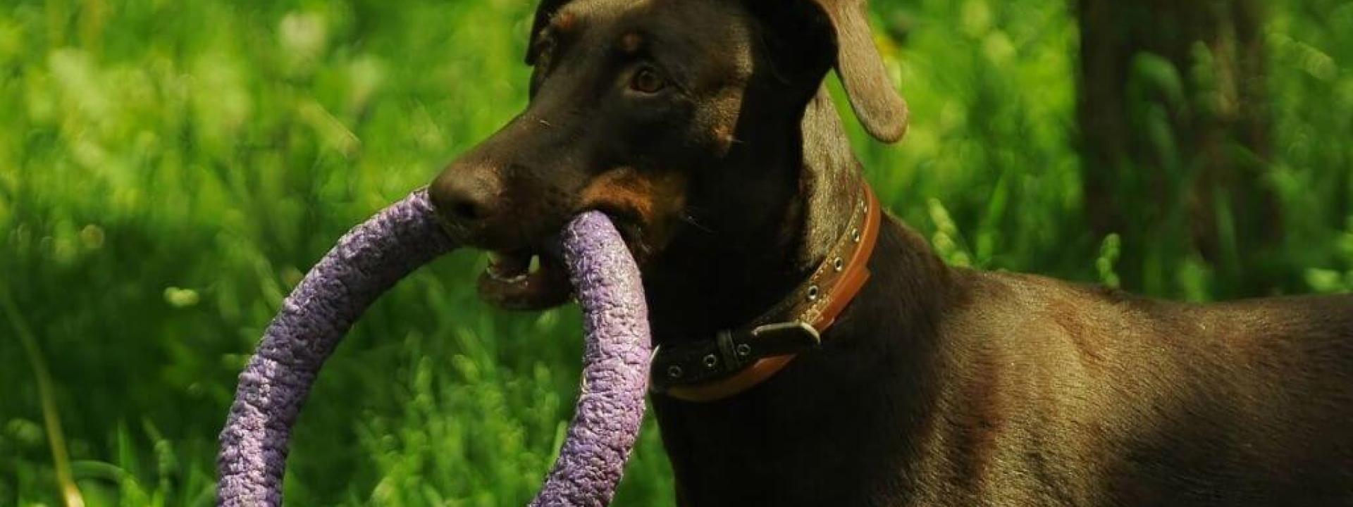 vet-approved-dog-chew-toys.jpg
