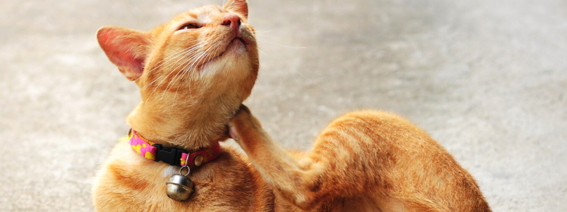 veterinary-guide-to-treating-itchy-skin-hero-1.png