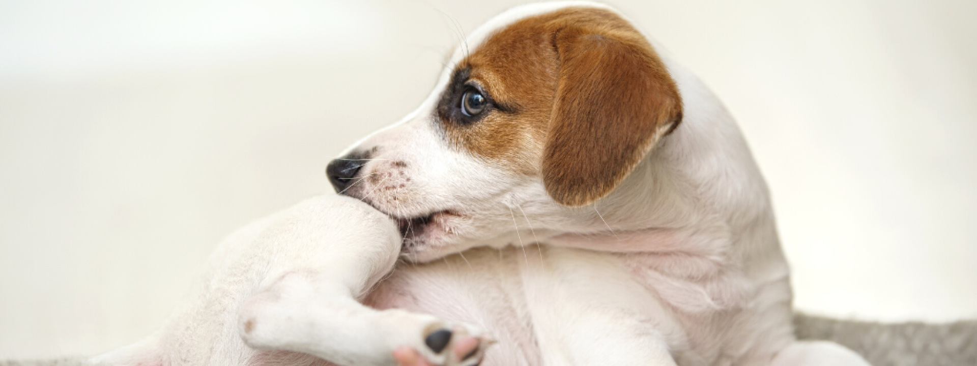 veterinary-guide-to-treating-itchy-skin-parasites-hero-1.png