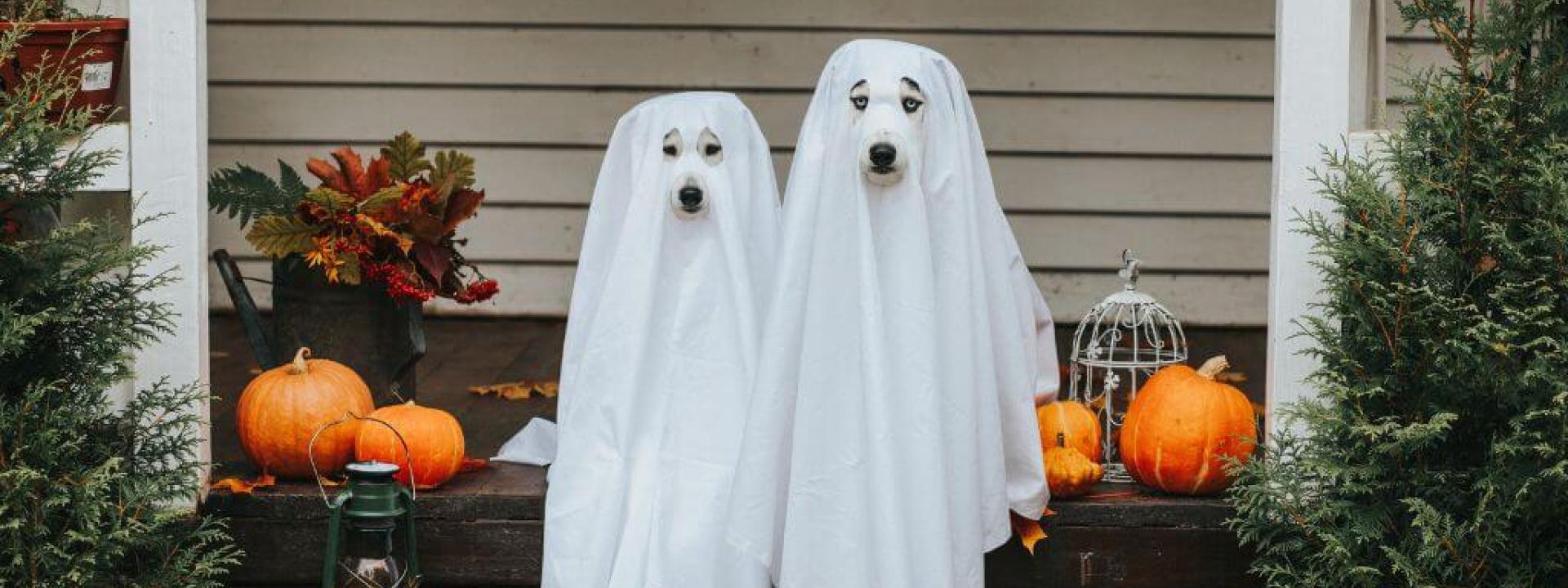 Dogs dressed up as ghosts in dog Halloween costumes