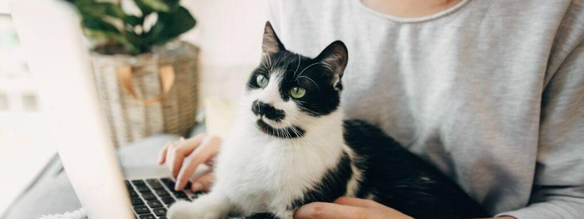 ways-cats-communicate.jpg