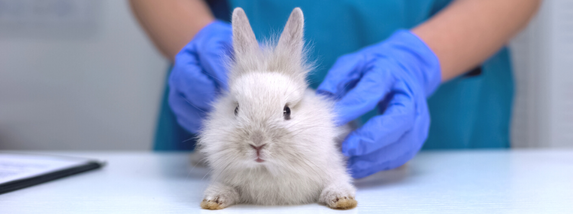 what-is-the-cost-of-veterinary-care-hero-1.png
