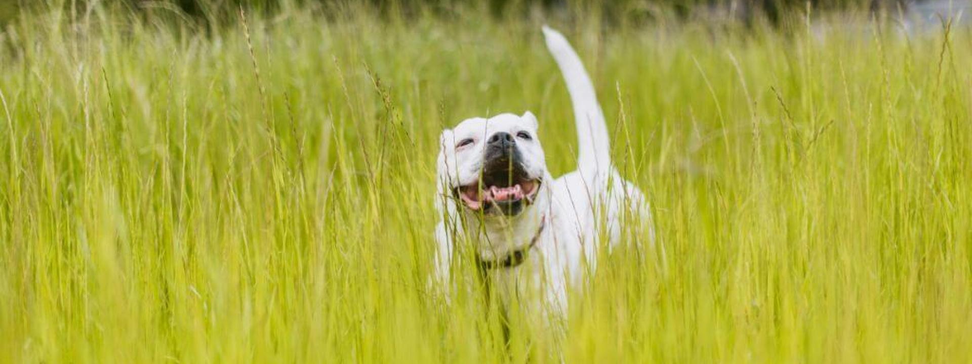 Dog walking through tall grass with risk for ticks