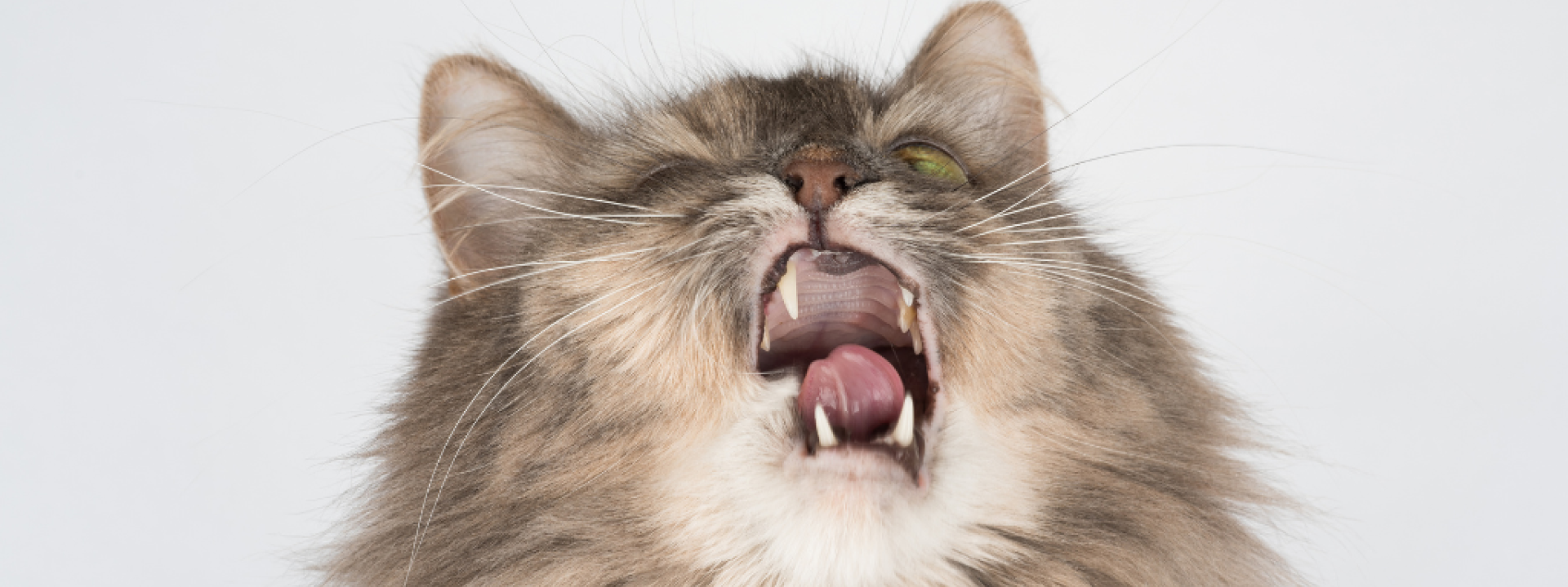 when-to-take-a-sneezing-cat-to-the-vet-hero-1.png