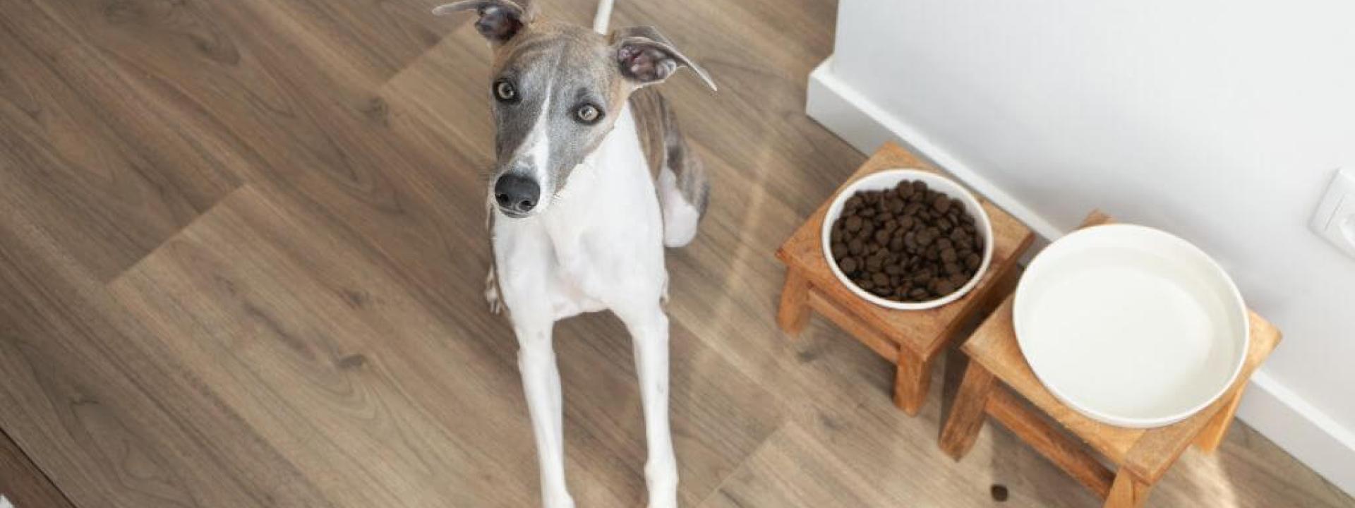 Dog sitting next to food bowl 