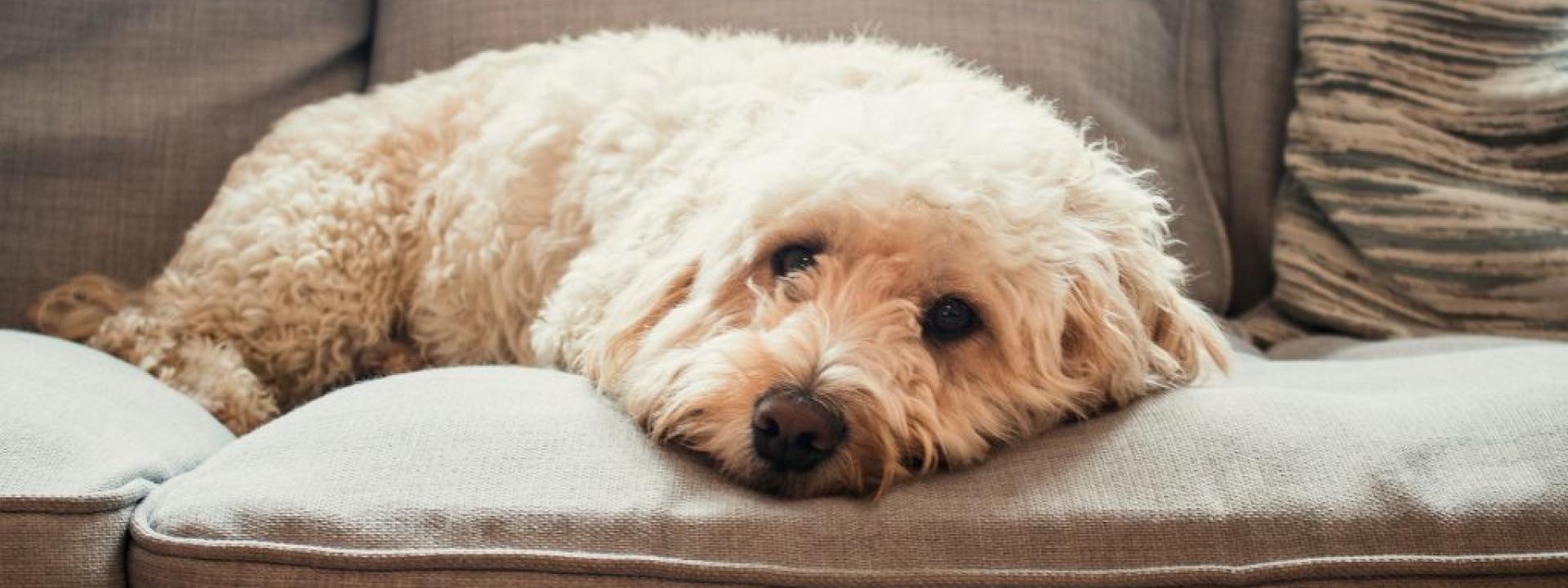 Bichon mix laying on couch sick.