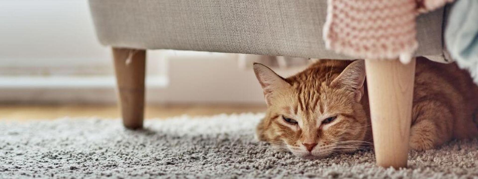why-cats-hide-pain.jpg