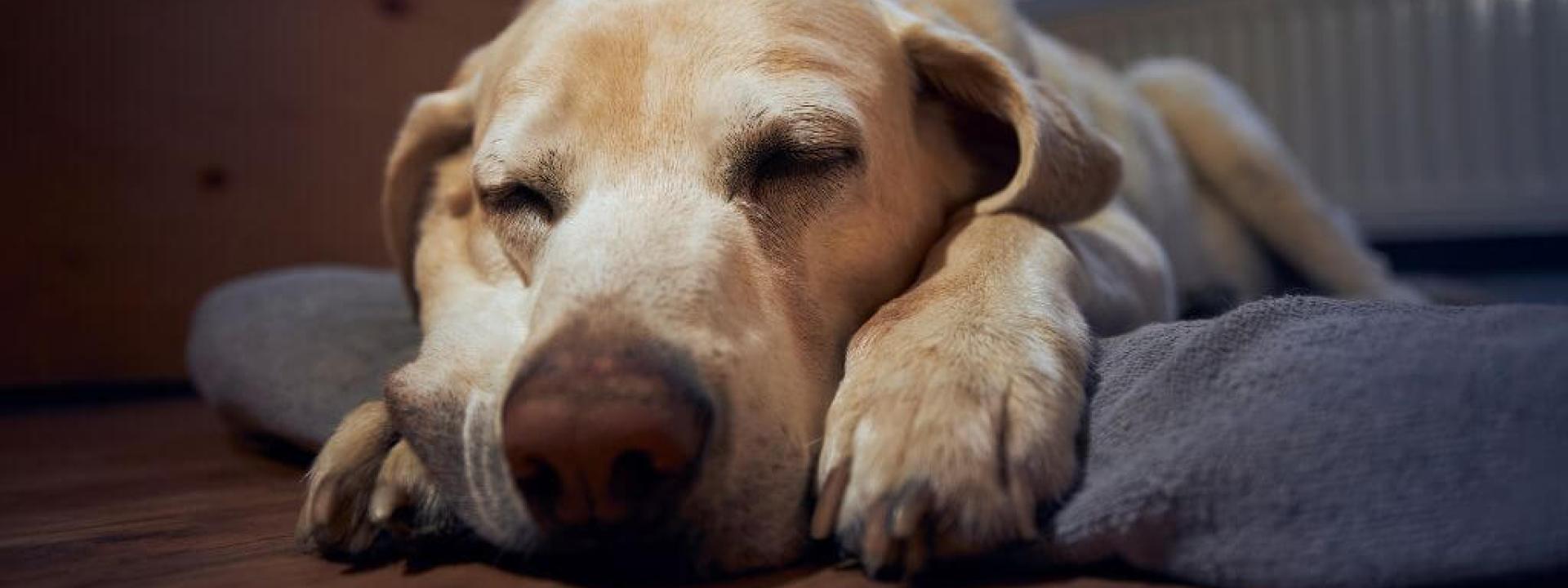 Senior dog sleeping on a pet bed at night