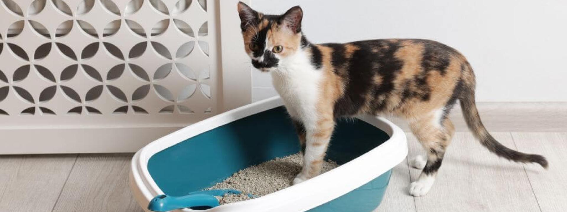 Cat entering litter box
