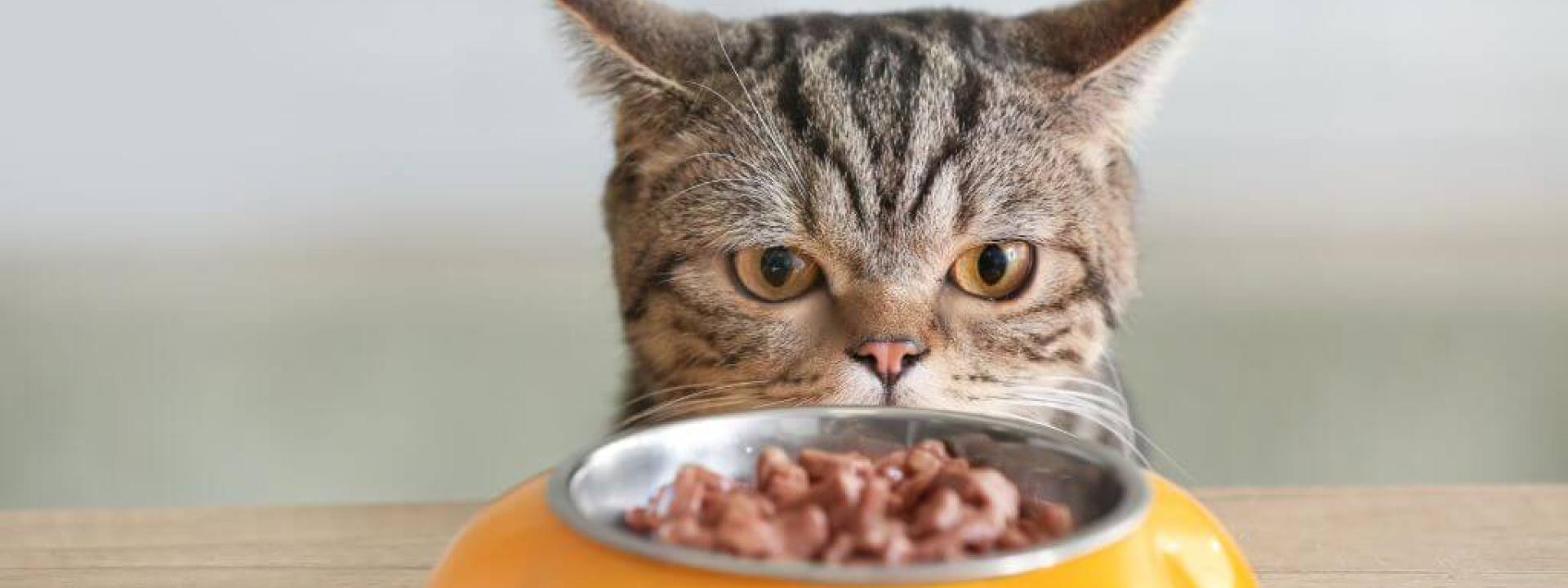 Cat looking at food in a bowl