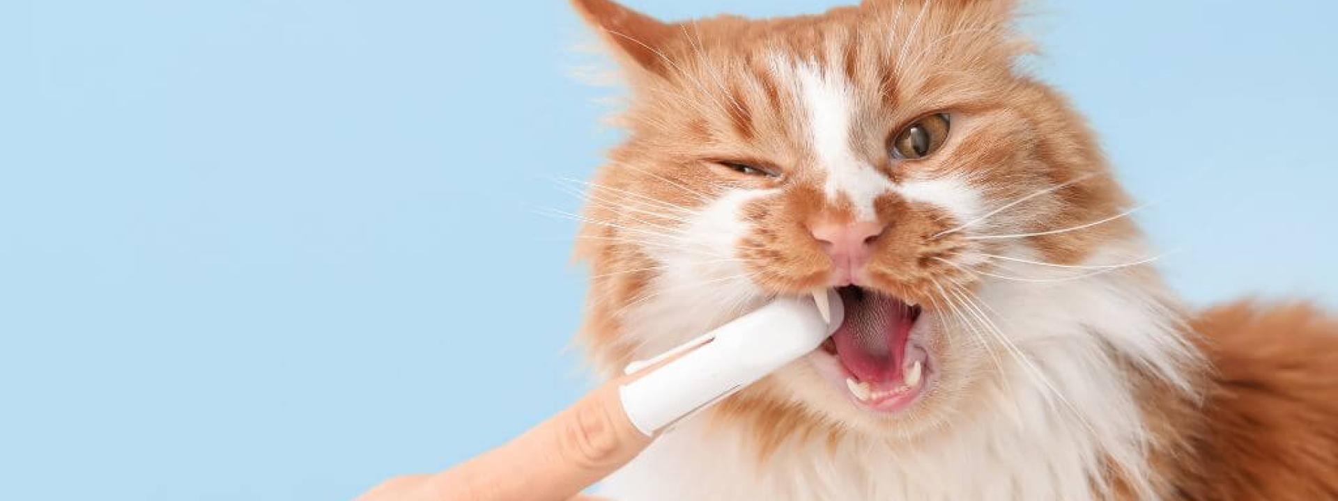 Owner brushing cat's teeth using a finger pet tooth brush